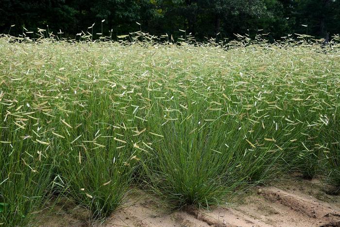 'Blonde Ambition' Blue Grama Grass - Bouteloua gracilis from Roots Garden Center Inc