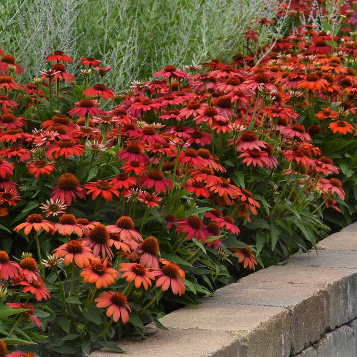 Artisan™ 'Ombre Red' - Echinacea (Coneflower) from Roots Garden Center Inc