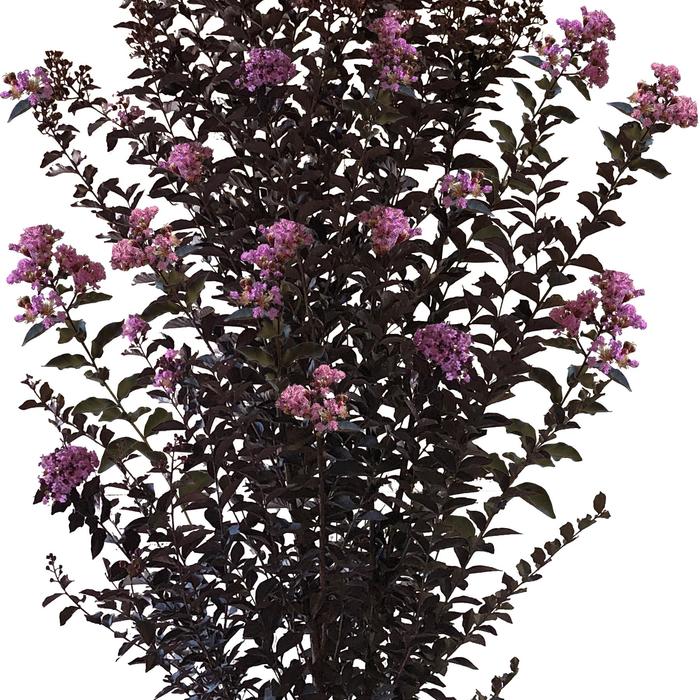 Thunderstruck™ 'Lavender Blast™' - Lagerstroemia (Crapemyrtle) from Roots Garden Center Inc