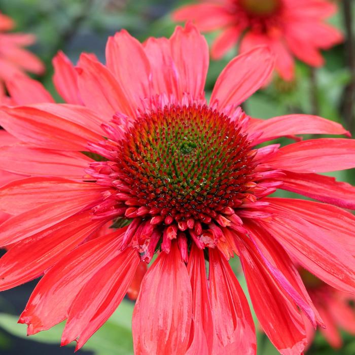 Cara Mia™ Red Coneflower - Echinacea hybrid from Roots Garden Center Inc
