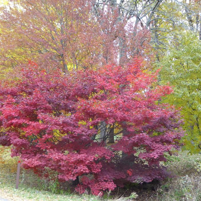 'Morning Starburst™' Maple - Acer circinatum x palmatum from Roots Garden Center Inc