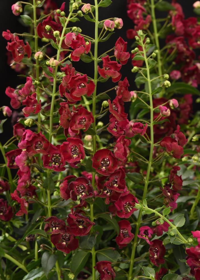 Archangel™ Ruby Sangria - Angelonia angustifolia from Roots Garden Center Inc