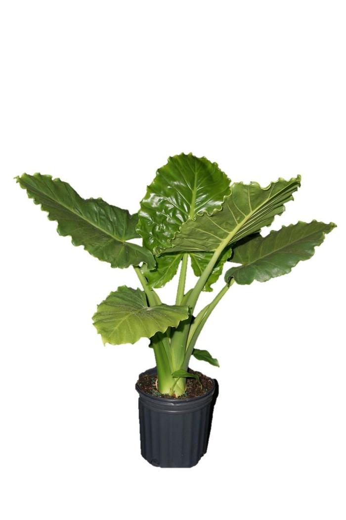 Emerald Isle™ Elephant Ear - Alocasia hybrid from Roots Garden Center Inc