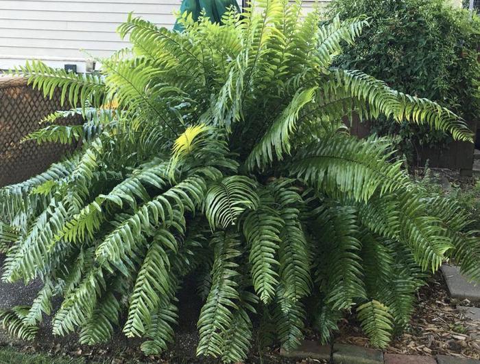 Macho Fern - Nephrolepis biserrata from Roots Garden Center Inc