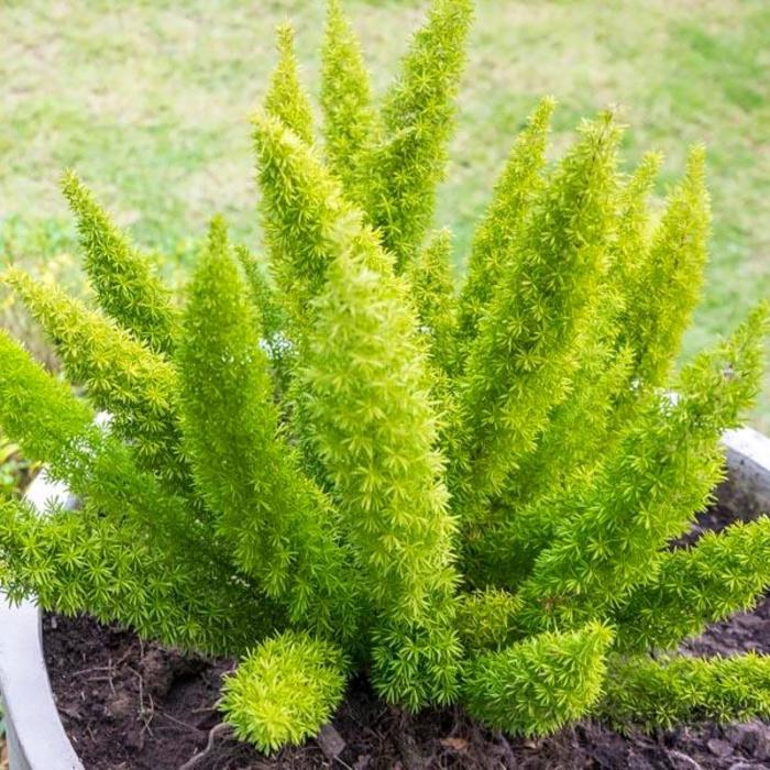 'Myerii' Foxtail Fern - Asparagus densiflorus from Roots Garden Center Inc
