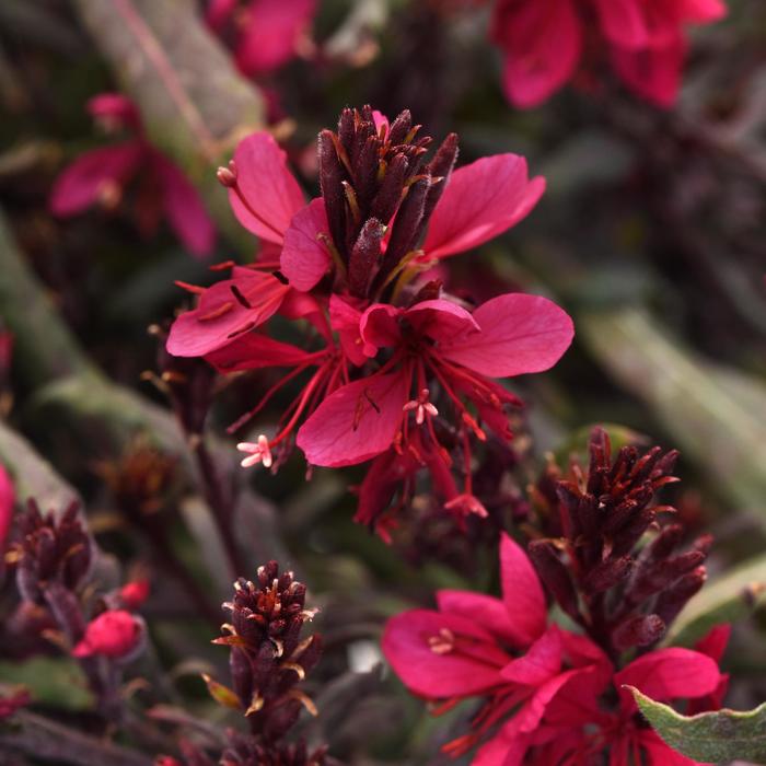 Belleza® Dark Pink Improved - Gaura lindheimeri (Wand Flower) from Roots Garden Center Inc