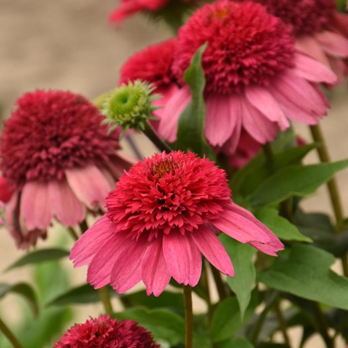 Double Dipped™ 'Watermelon Sugar' - Echinacea (Coneflower) from Roots Garden Center Inc