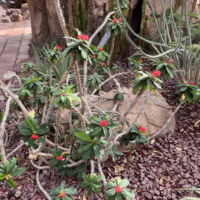Crown of Thorns - Euphorbia milii from Roots Garden Center Inc