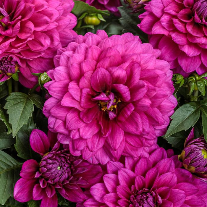 Virtuoso™ Vibrant Violet™ - Dahlia variabilis from Roots Garden Center Inc