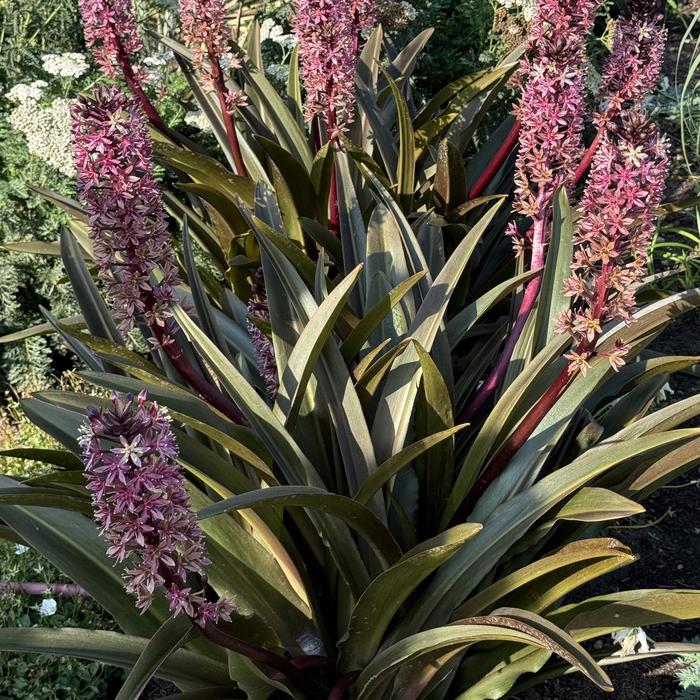 Crowning Glory™ 'Purple Reign' - Eucomis (Pineapple Lily) from Roots Garden Center Inc