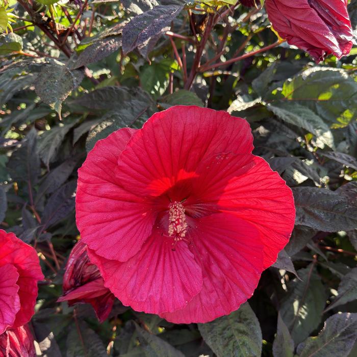 'Midnight Marvel' Rose Mallow - Hibiscus from Roots Garden Center Inc
