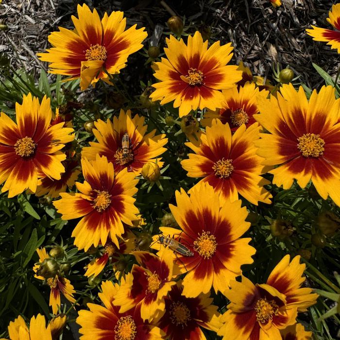 UpTick™ 'Gold & Bronze' - Coreopsis (Tickseed) from Roots Garden Center Inc