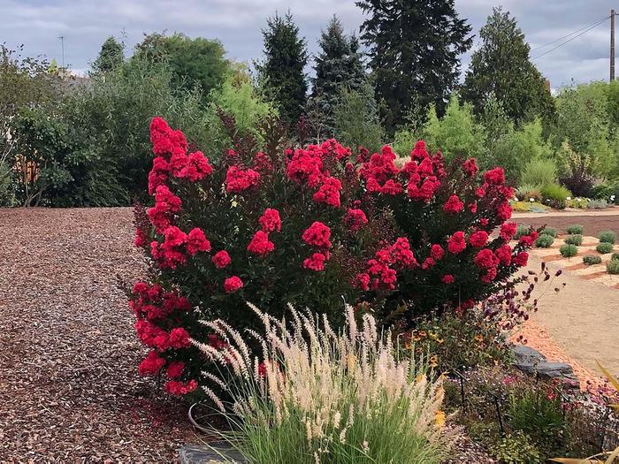 'Enduring Red' Crapemyrtle - Lagerstroemia from Roots Garden Center Inc