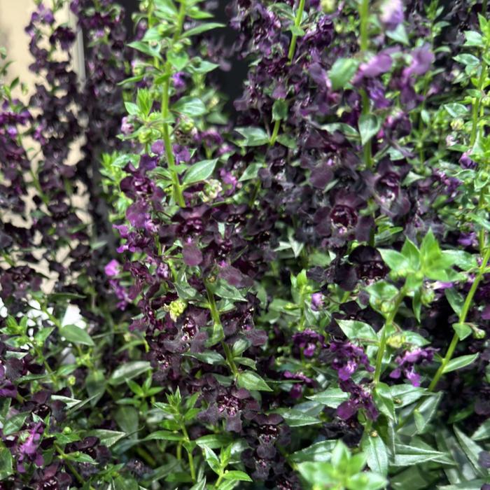 AngelFlare™ Black - Angelonia angustifolia from Roots Garden Center Inc