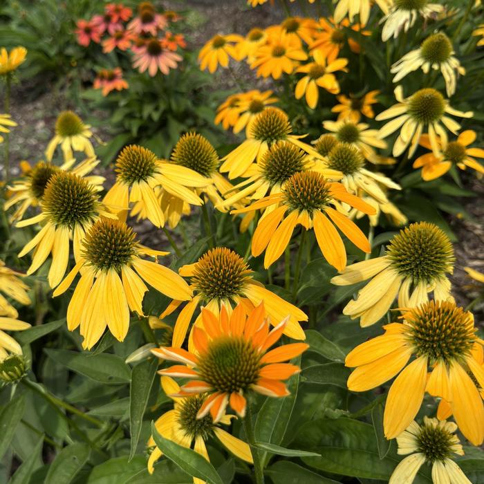 Artisan™ 'Ombre Yellow' - Echinacea (Coneflower) from Roots Garden Center Inc