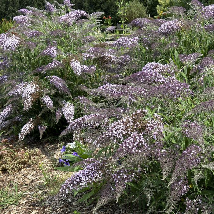 'Grand Cascade' Butterfly Bush - Buddleia from Roots Garden Center Inc