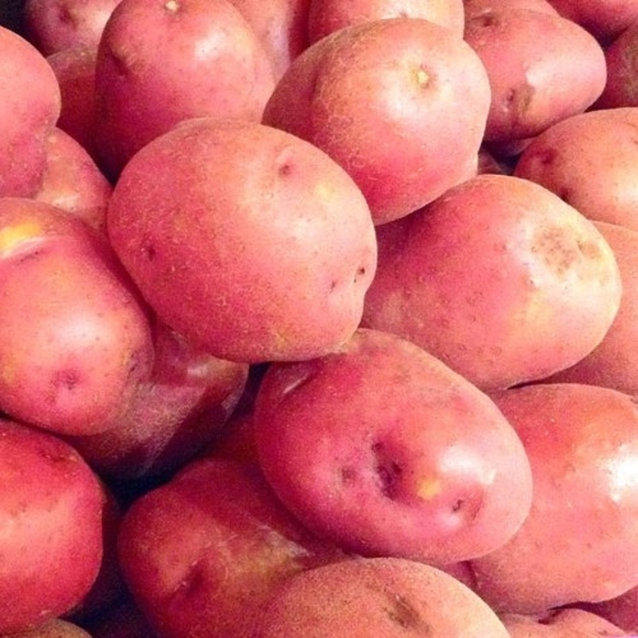 Red LaSoda Potatoes - Solanum tuberosum from Roots Garden Center Inc