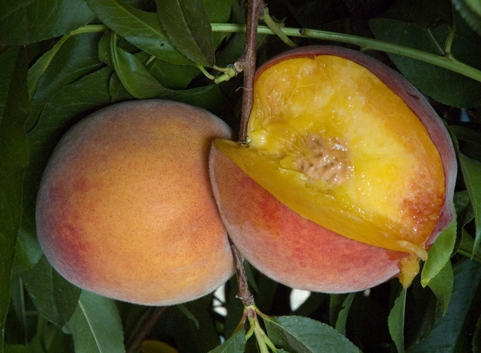 Junegold Peach - Prunus persica from Roots Garden Center Inc