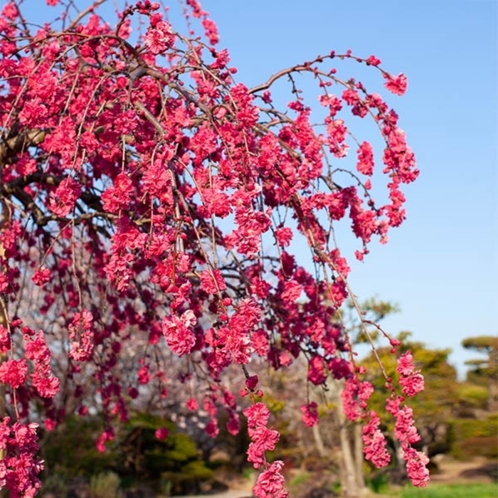 'Crimson Cascade' Weeping Peach - Prunus from Roots Garden Center Inc