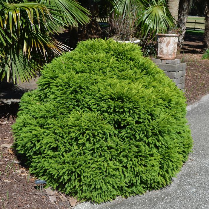 'Globosa Nana' Dwarf Globe Japanese Cedar - Cryptomeria japonica from Roots Garden Center Inc